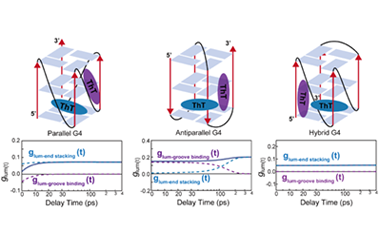Real-time sensing of chirality at binding sites in G-quadruplex DNA by femtosecond circular polarization luminescence spectroscopy 2026.101111